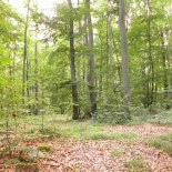 forest Forest, Bliesgau, Germany (picture Oliver Herold)