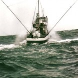 fishingfortuna Fishing for tuna in the Pacific (picture US National Oceanic and Atmospheric Administration)