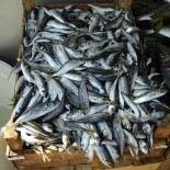 fishcatch Catch of horse mackerel, Samsun, Turkey (picture Kurt Kulac)