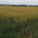 wheatfield Wheat field in northern France (picture by Urban)