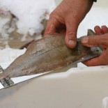 measuringfish Inspectors control the size of the fish (source European Commission)