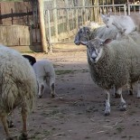 Sheep (picture snowmanradio)