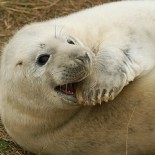 seal A seal (source nutmeg66 / Flickr)