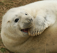 seal
