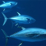 Tuna