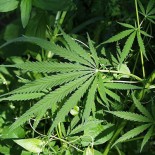 cannabisplant Cannabis sativa (picture United States Fish and Wildlife Service)